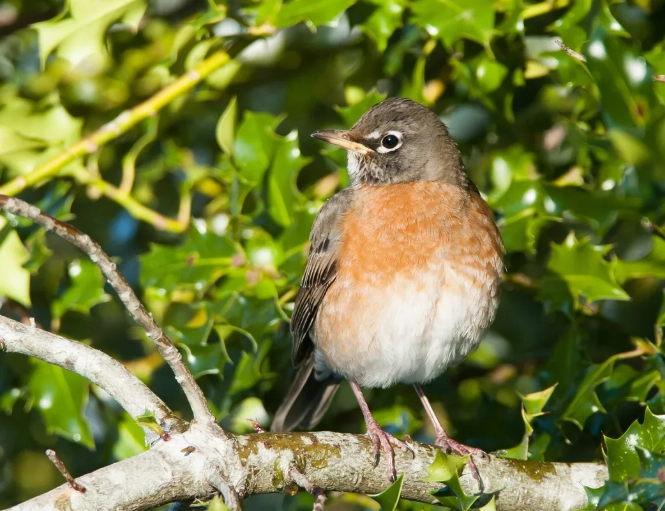 female robin identification