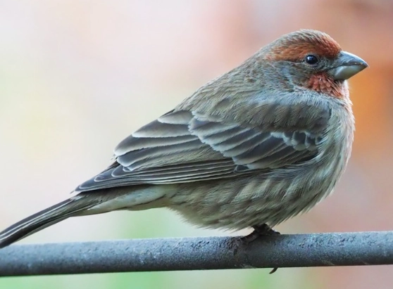 Are house finches good to have around?