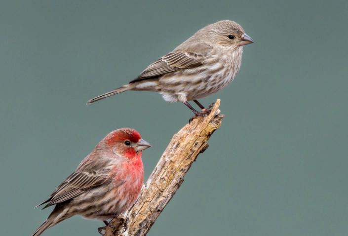 house finch population