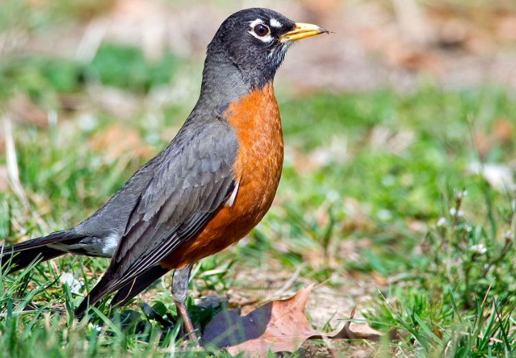 American robin size