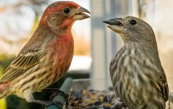 attract house finches to yard
