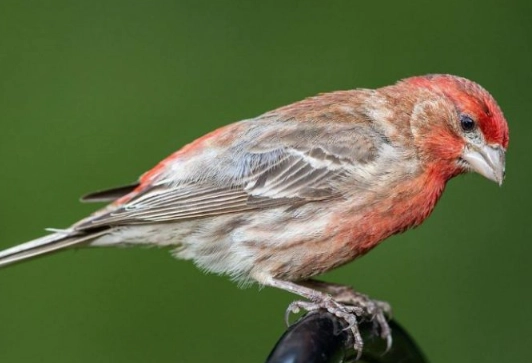 attract house finches to yard