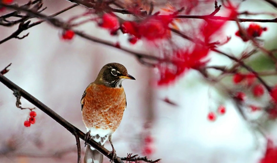 what does an American robin sound like