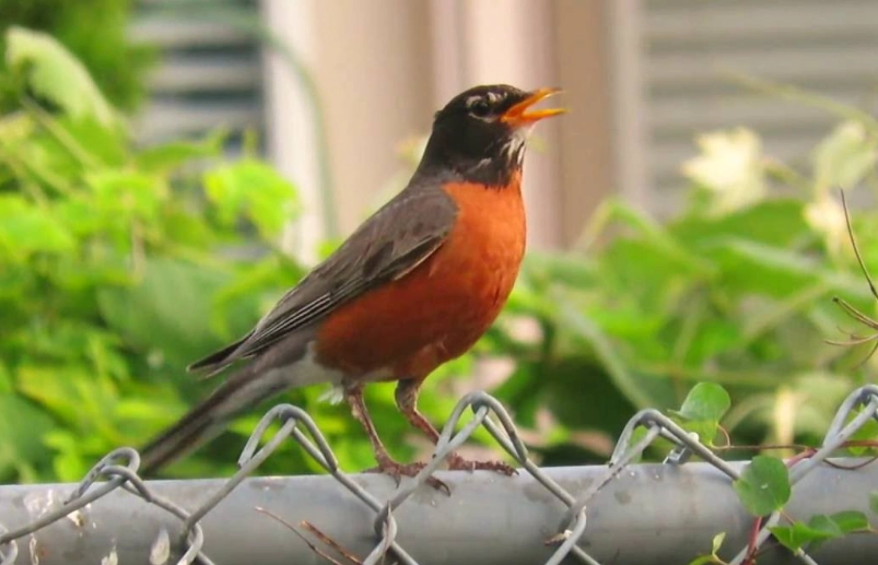 American robin call