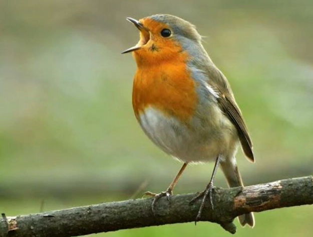 American robin bird song