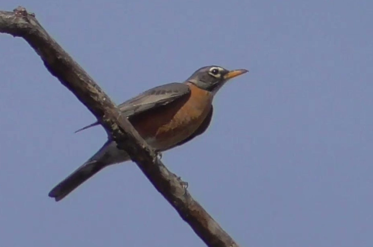 American robin bird song