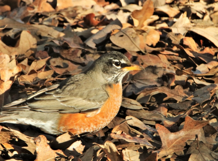 American robin behavior