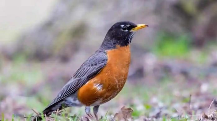 American robin measurements