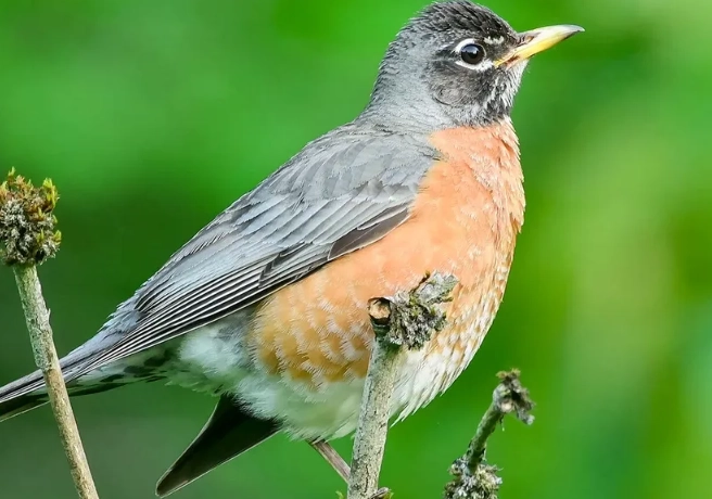 American robin female