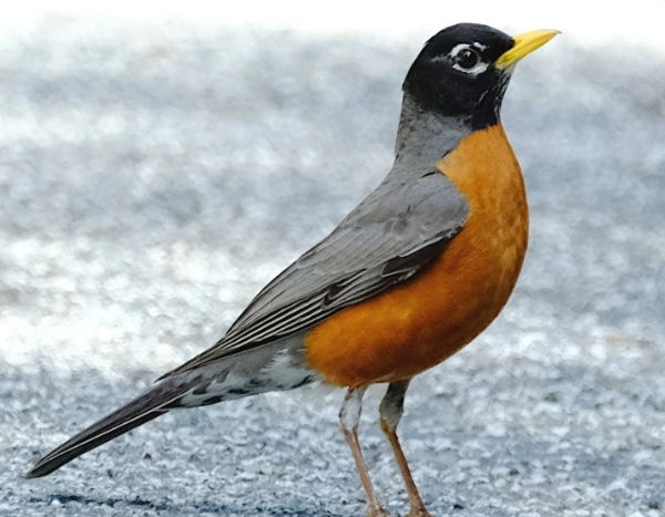 American robin spiritual meaning American robin spiritual meaning