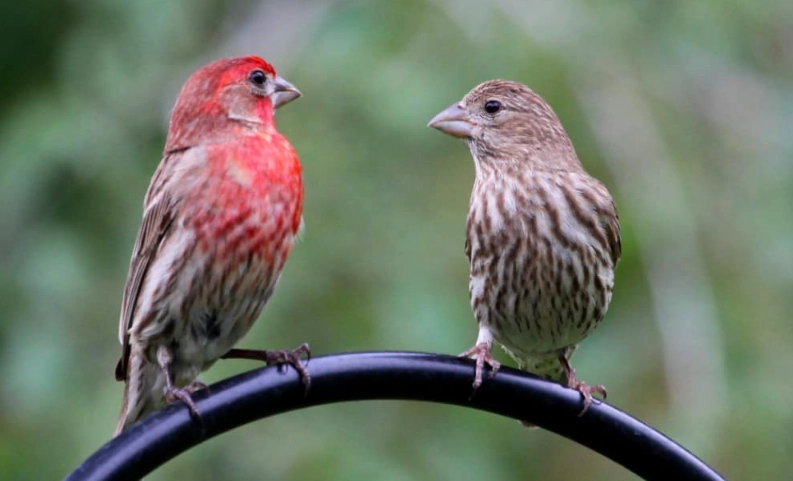 How rare is a house finch?