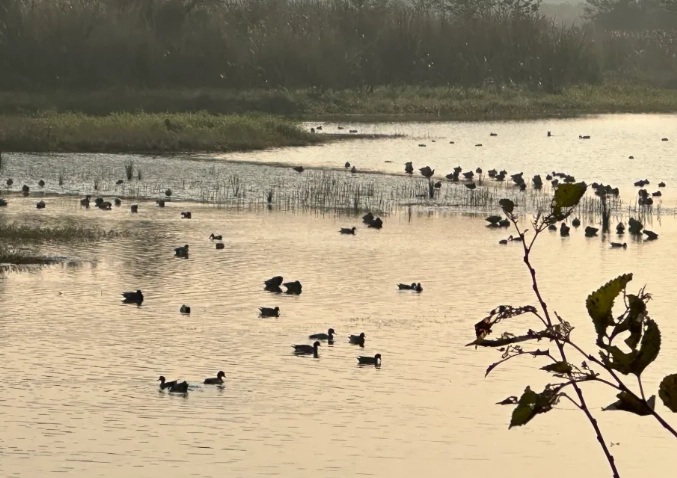 bird population decline