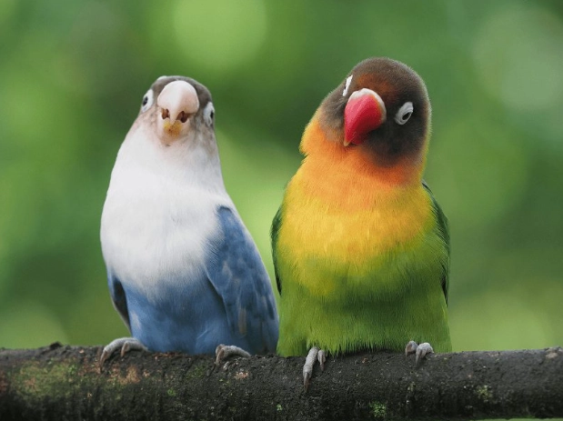 summer bird behavior