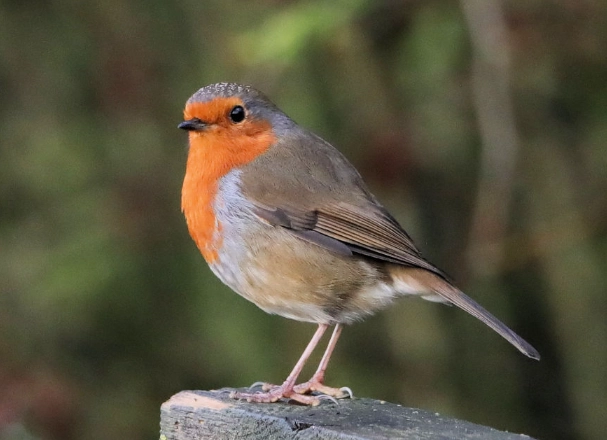 August bird behavior