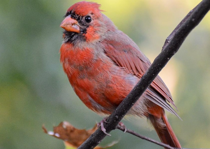birds quiet in August