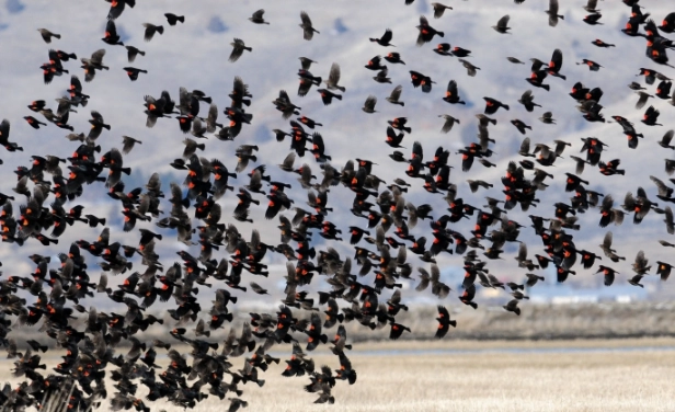 summer bird destinations