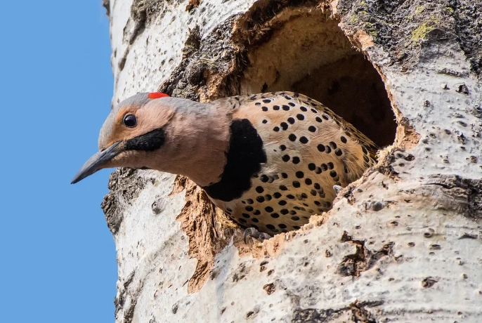 Northern Flicker migration map