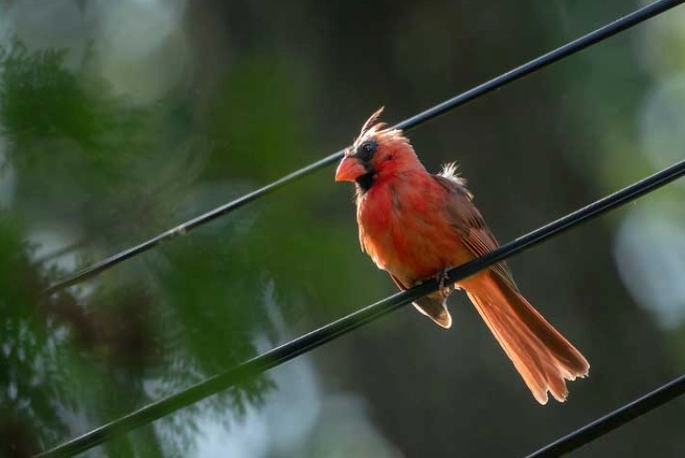 bird molting process