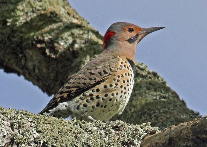 Northern Flicker habitat