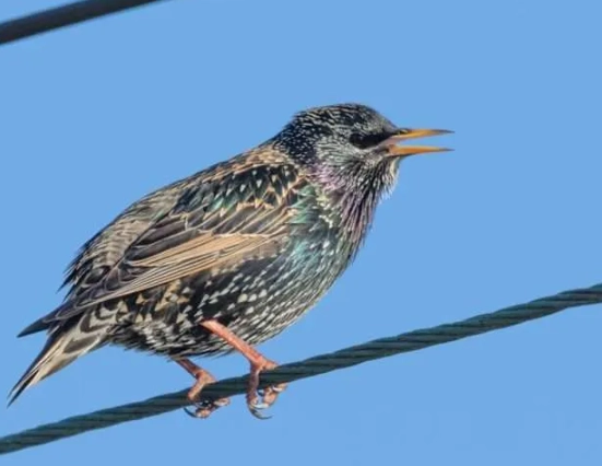 where did all the birds go