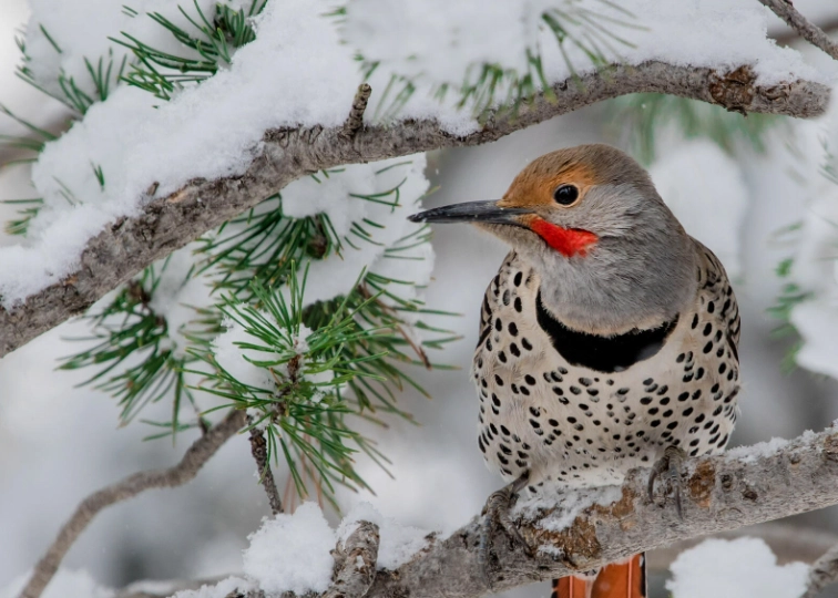 Northern Flicker migration map