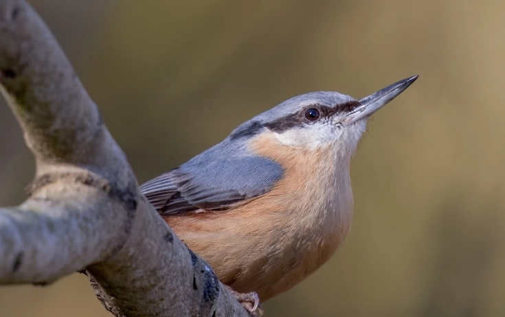 why birds stop singing
