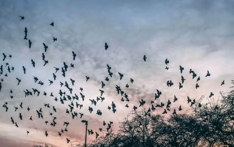 summer bird behavior