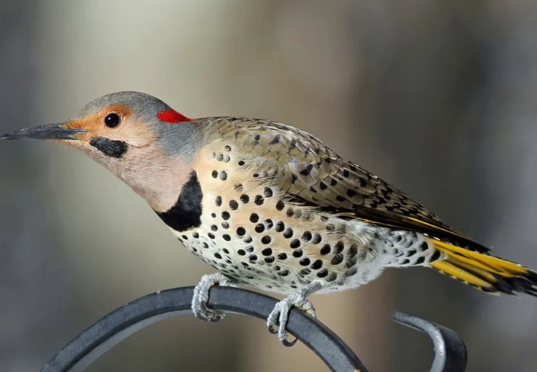 Northern Flicker habitat