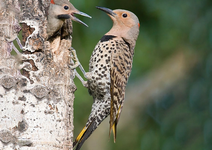 Yellow-shafted vs Red-shafted Flicker