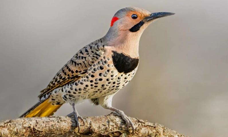 Northern Flicker habitat