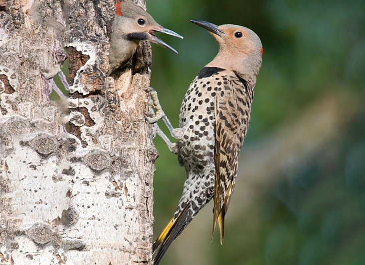 Northern Flicker migration map