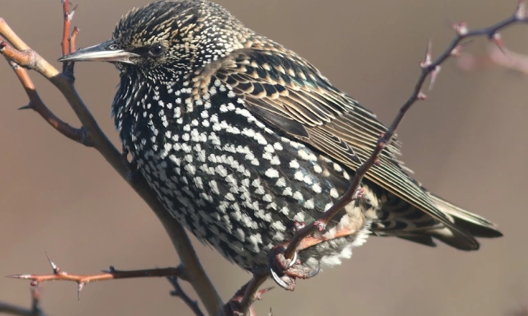 birds quiet in August