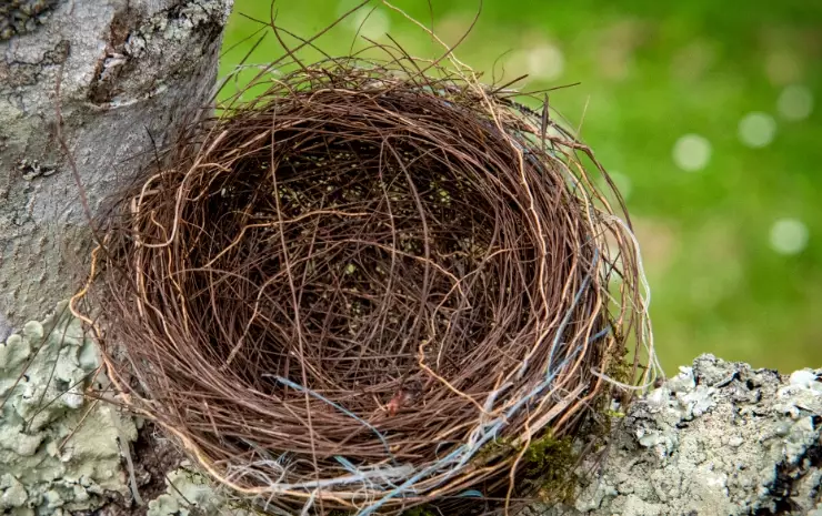 summer bird destinations