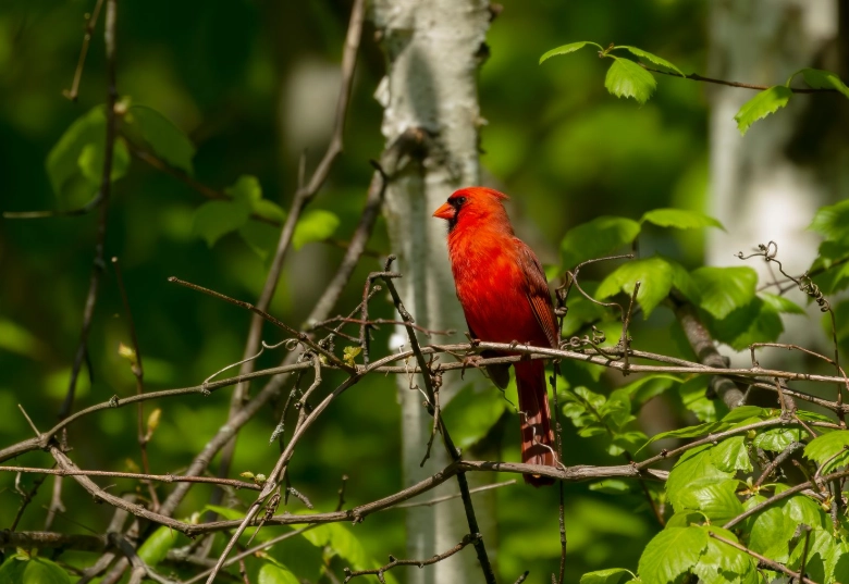 August bird behavior