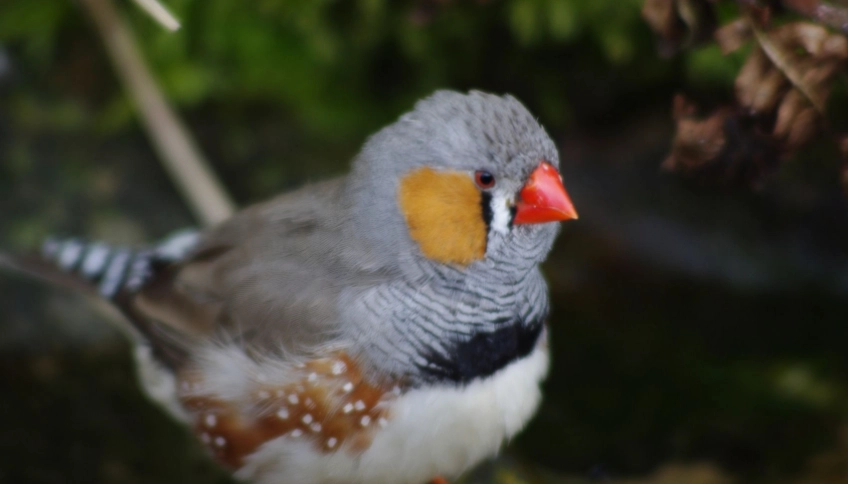 birds quiet in August