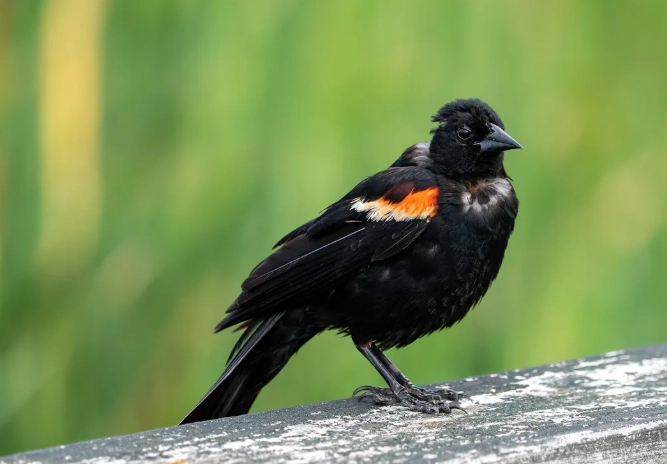bird molting process