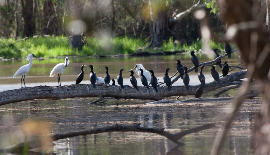 identifying wetland birds identifying wetland birds