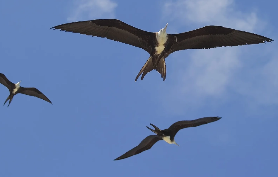 spring bird migration