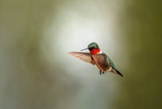 identifying birds in flight usa identifying birds in flight usa