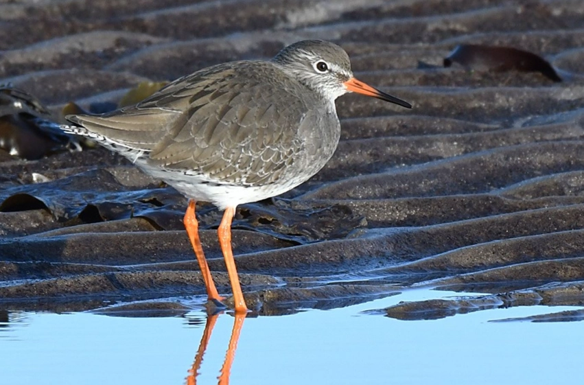 wetland bird watching guide wetland bird watching guide