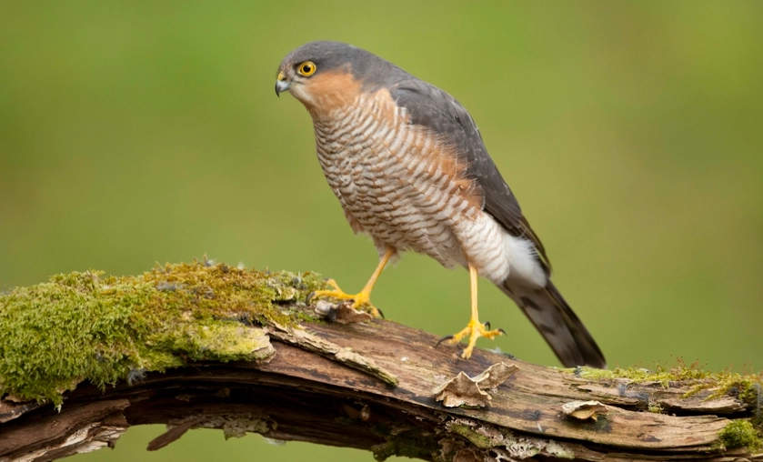 raptor identification guide raptor identification guide