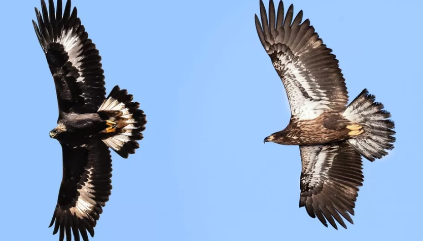 difference between eagle and vulture