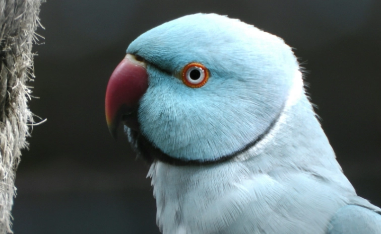 male vs female indian ringneck male vs female indian ringneck