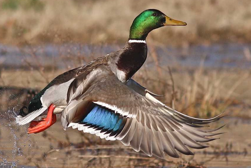 waterfowl identification guide waterfowl identification guide