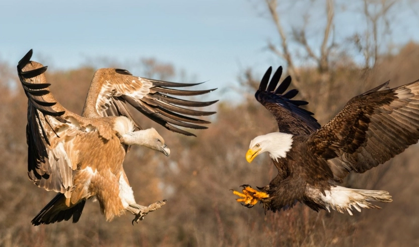 eagle vs vulture in flight