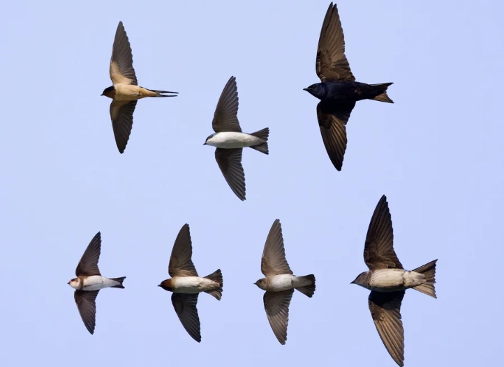 identifying birds in flight usa identifying birds in flight usa