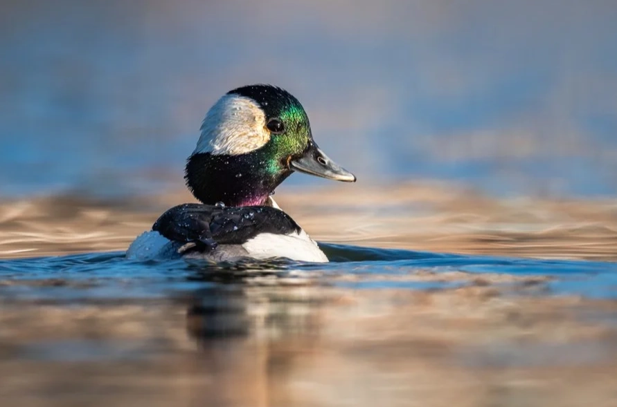 waterfowl identification guide waterfowl identification guide