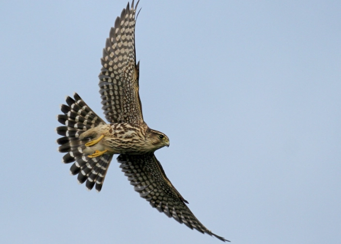 identifying birds in flight usa identifying birds in flight usa