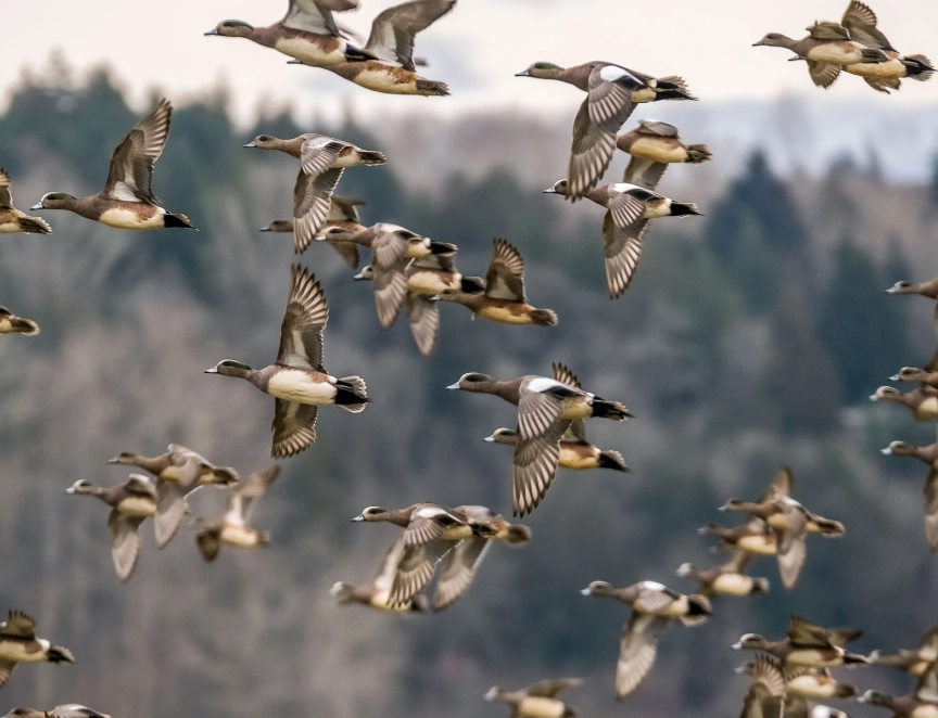 how to tell ducks apart how to tell ducks apart