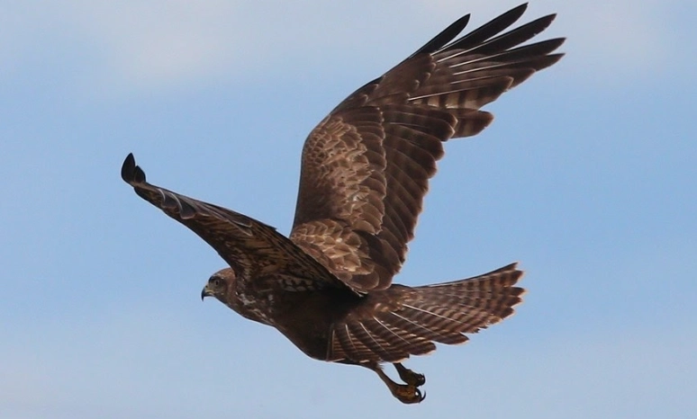 how to identify birds flying